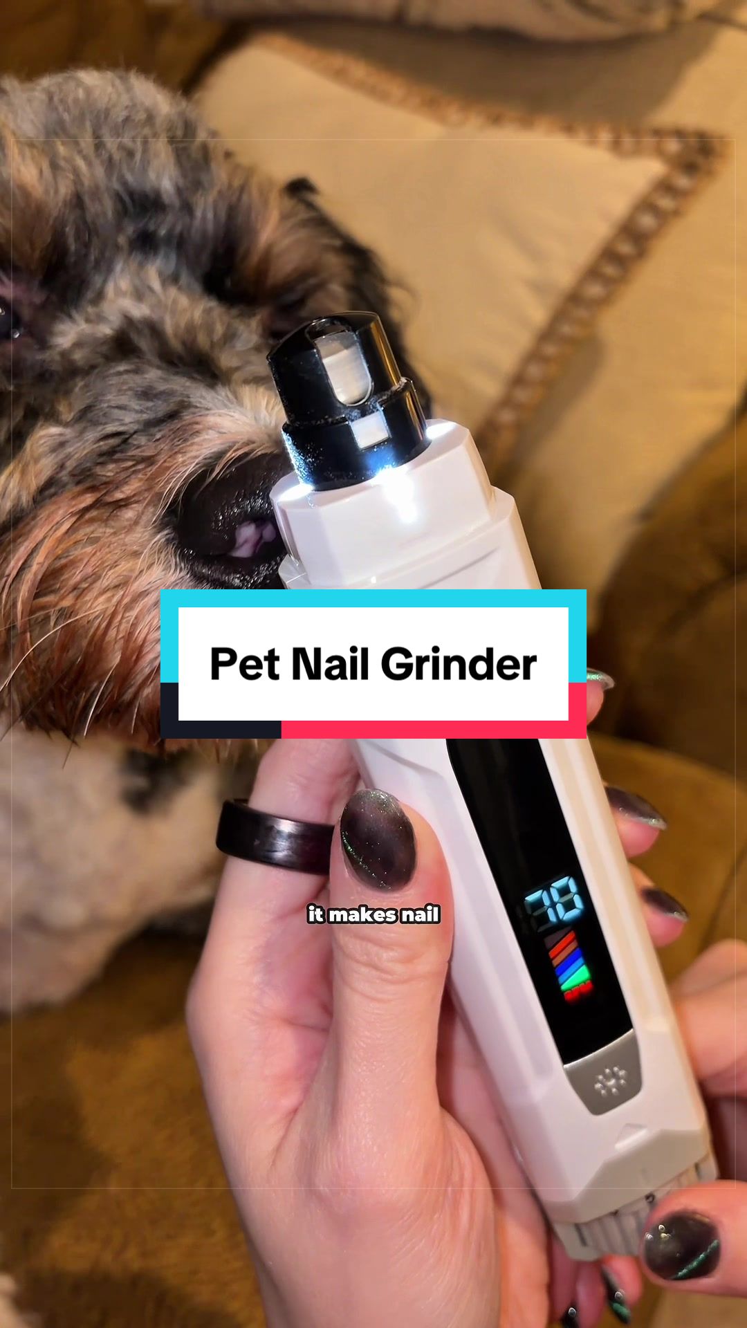 @Archie The Bernedoodle
