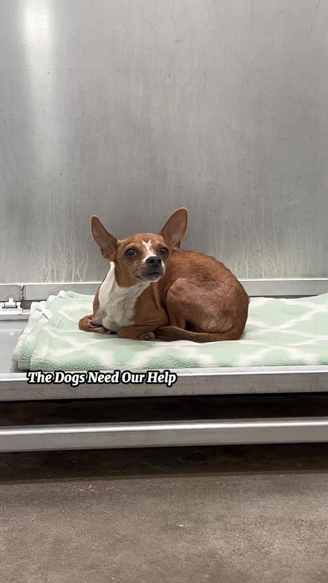 @The Dogs Need Our Help