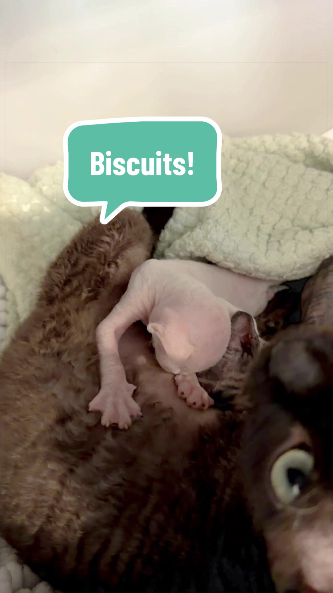@Boba’s Buds Minskin Cats