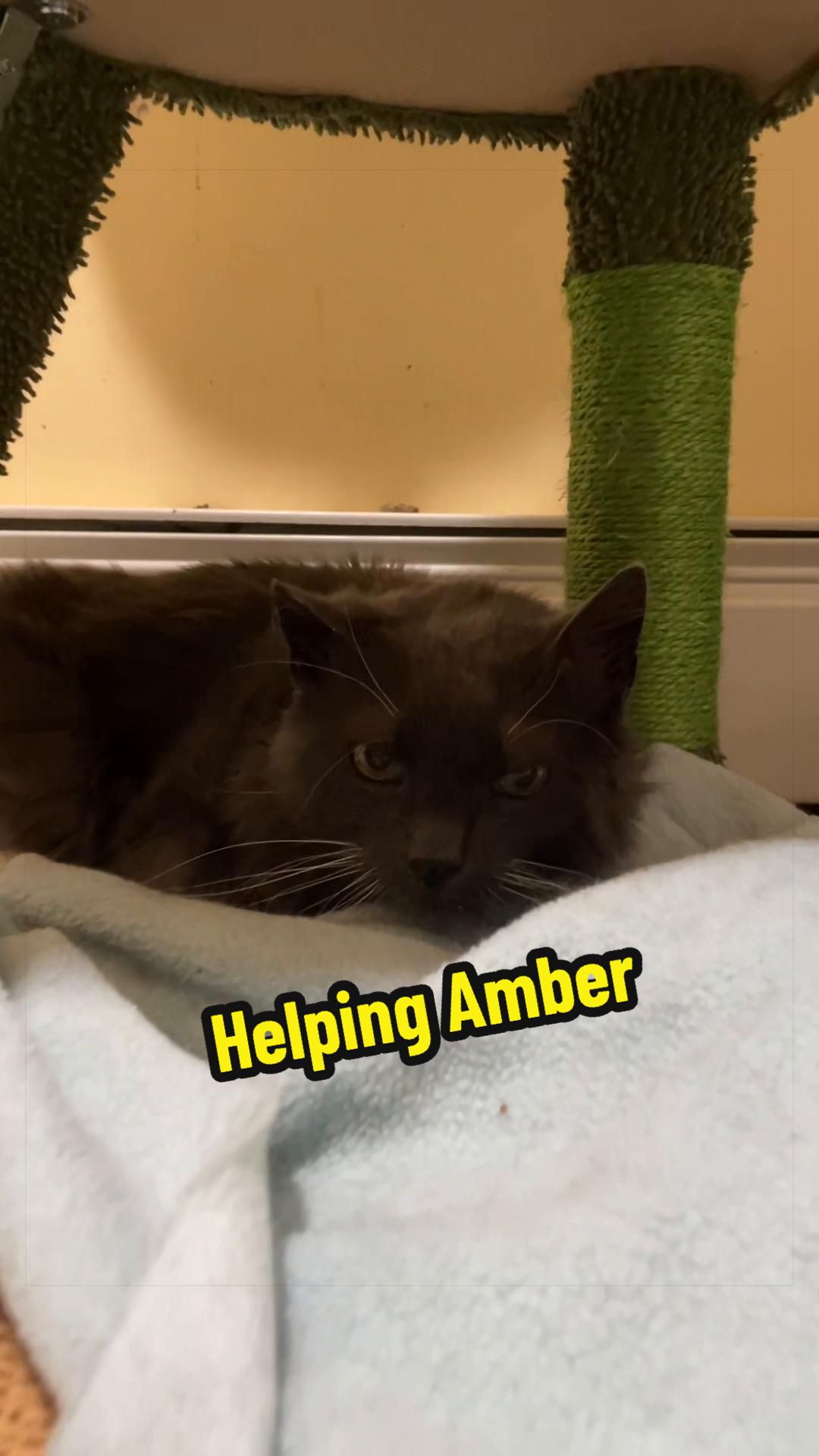 @Are We Home Yet? Cat Sanctuary