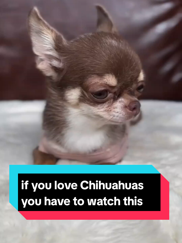 @The pet post