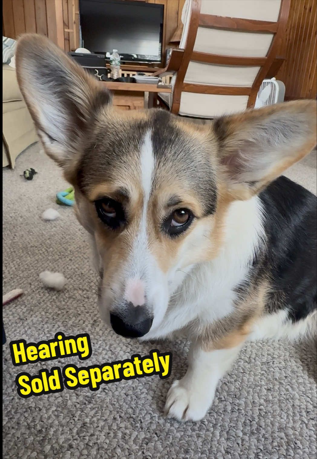 @Cannoli the Corgi