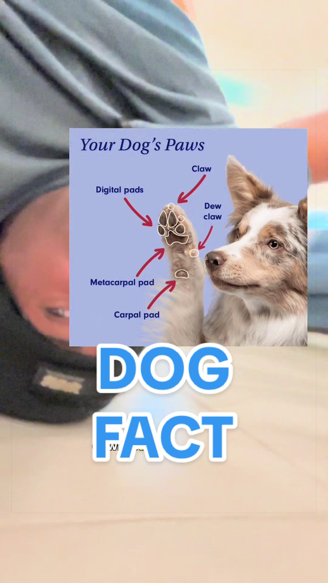 @Headspin Facts