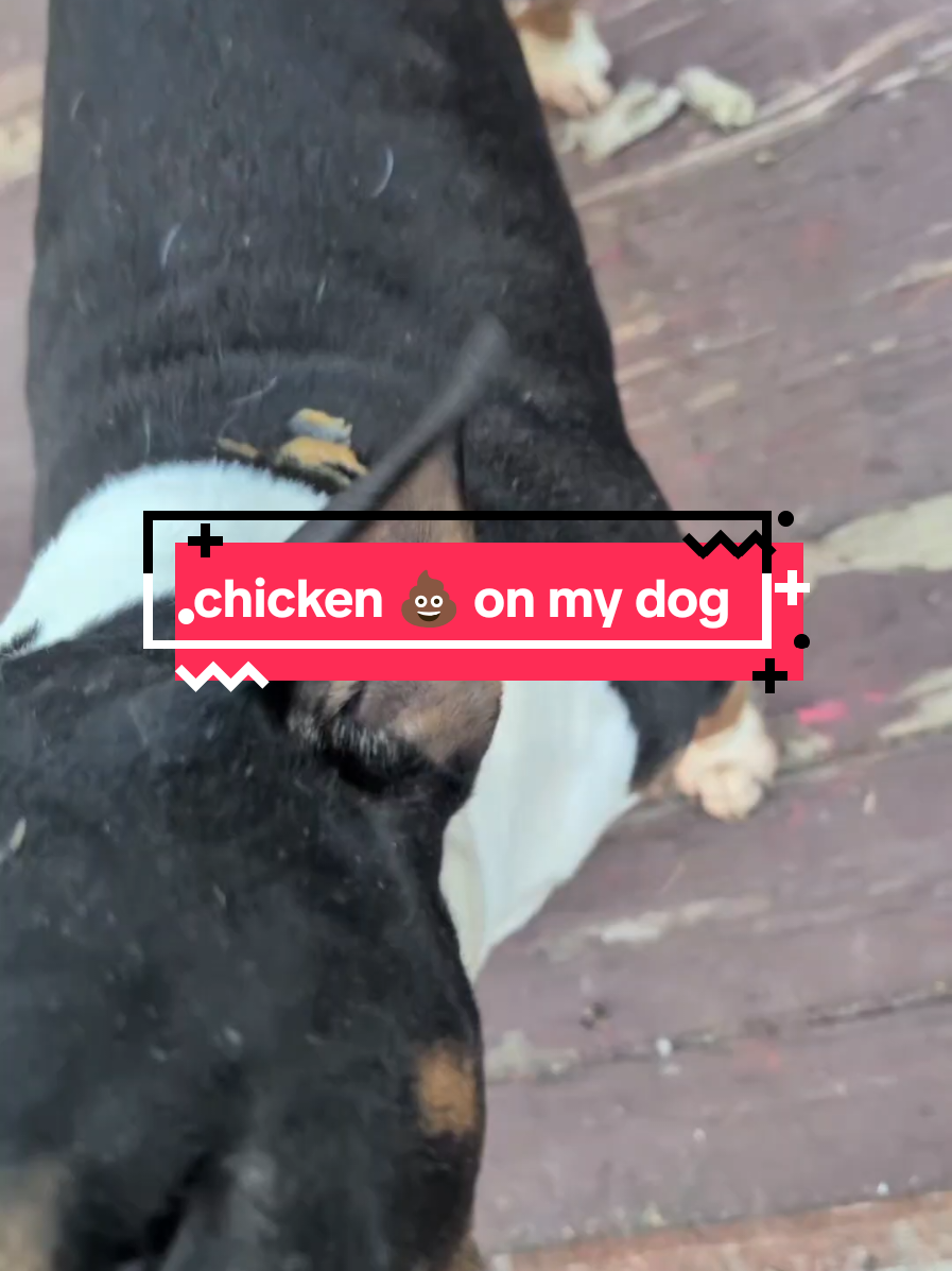 @Chickens & Bullies