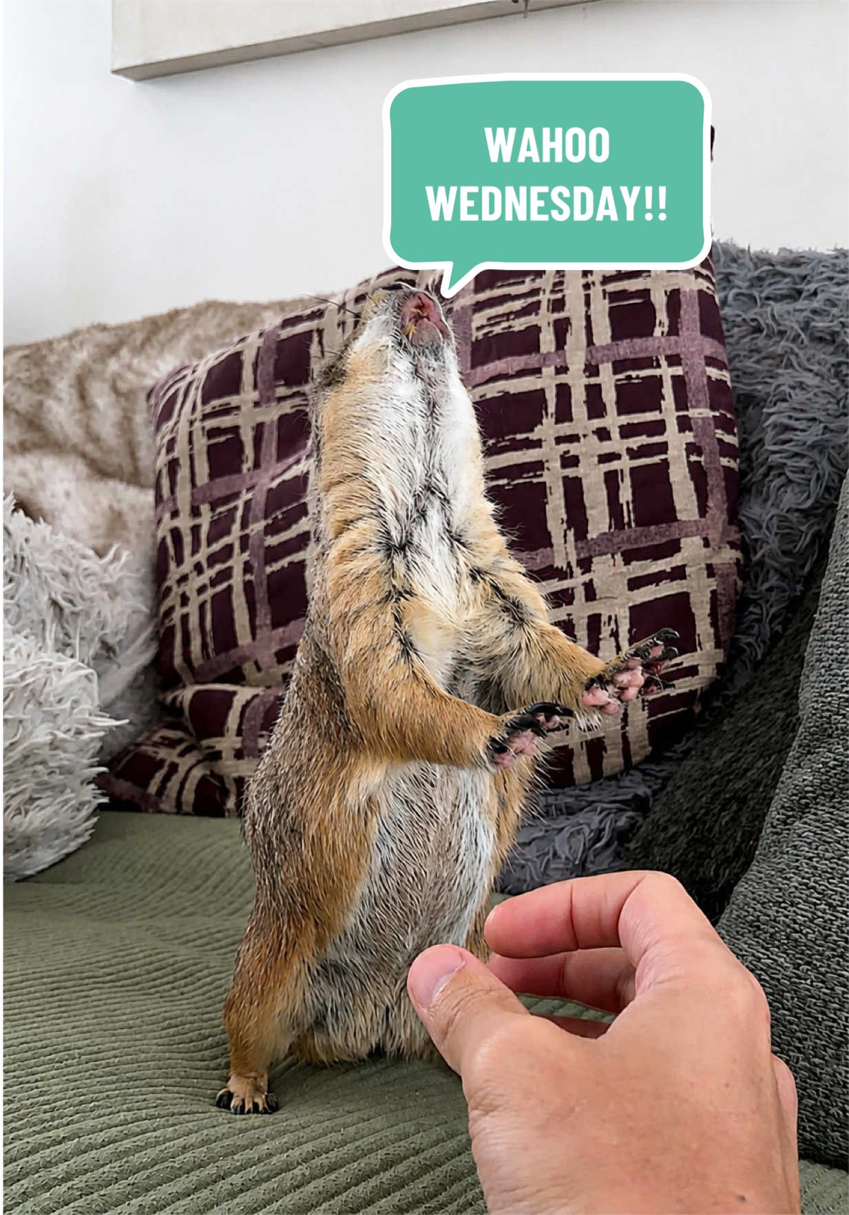 @Poppy the Prairie Dog