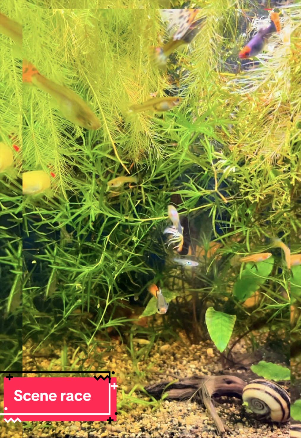 @FishTokMom