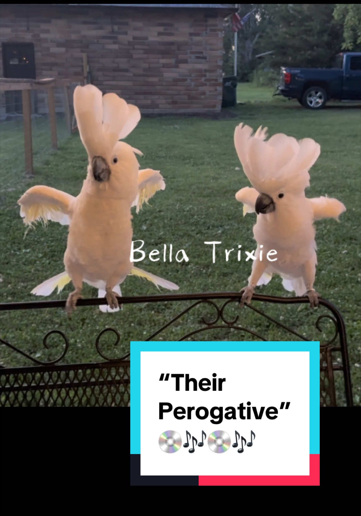 @bella_trixie_party