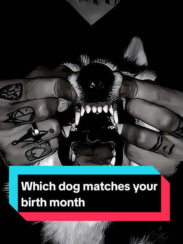 @The pet post