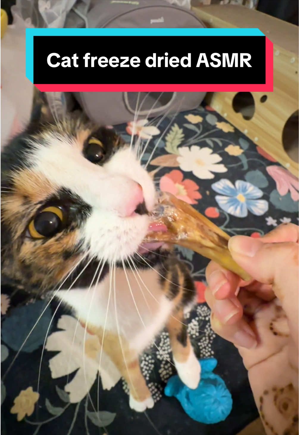 @meloncreamcat