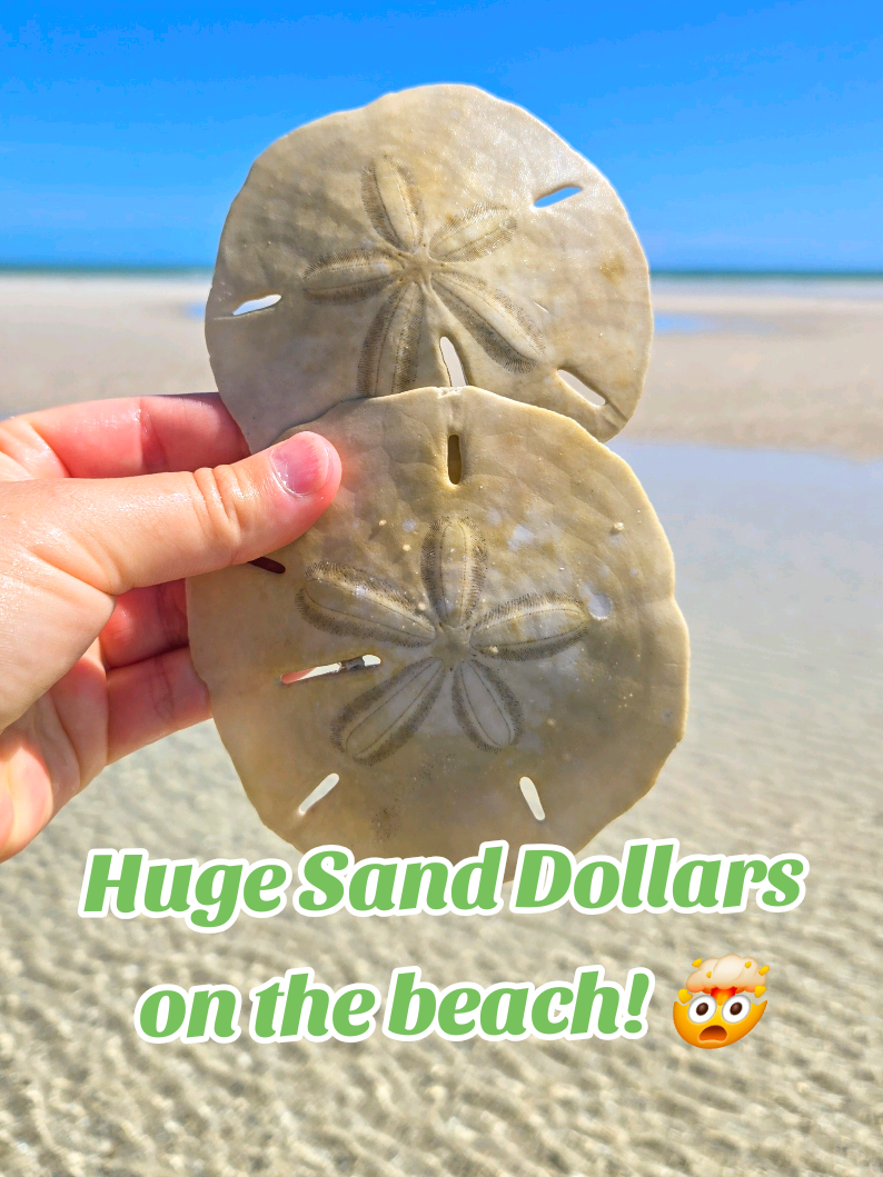 @The Seashell Mermaid ๐