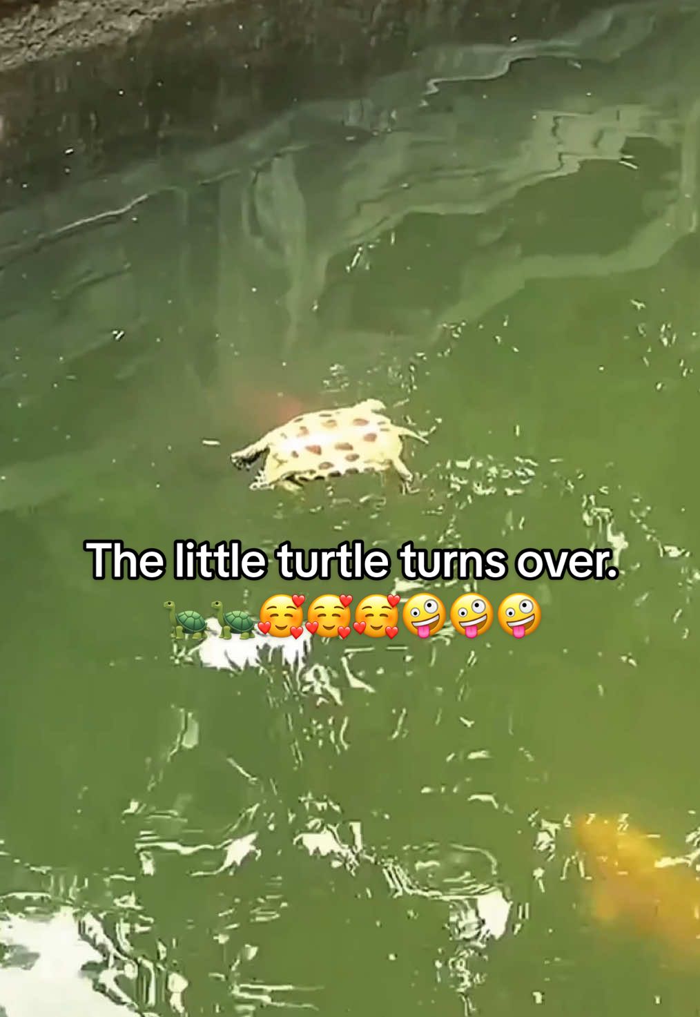 @Mr. Turtle
