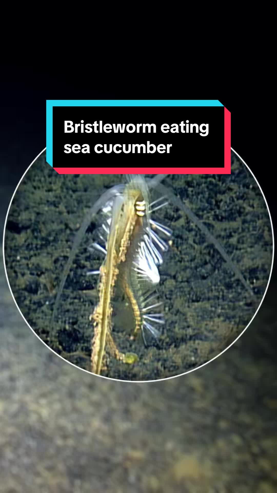 @Ocean Exploration Trust