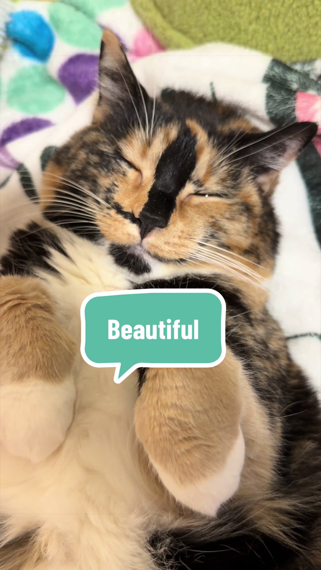 @SnickersTheSmilingCat