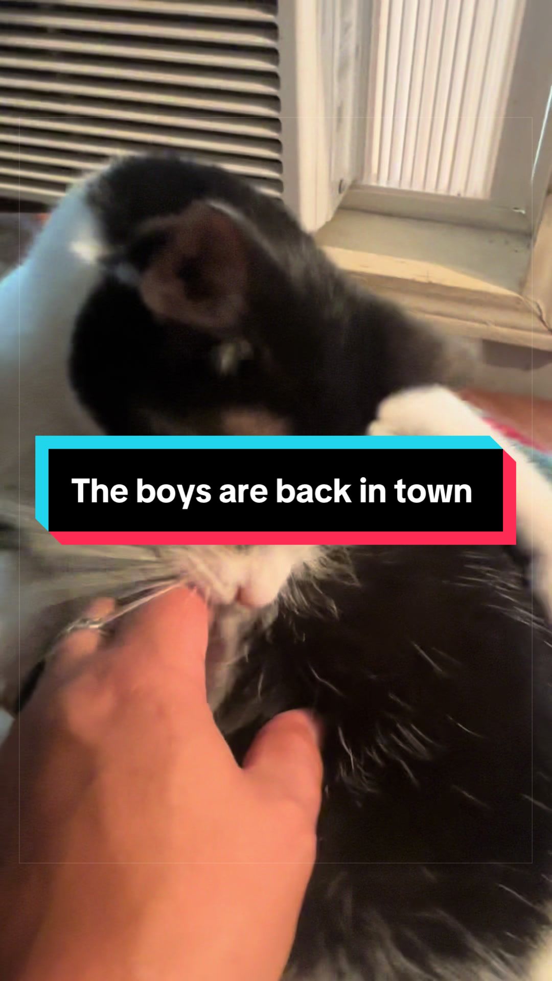 @catlover313official
