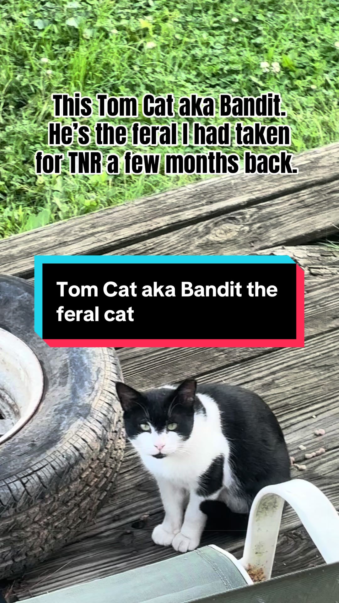 @catlover313official