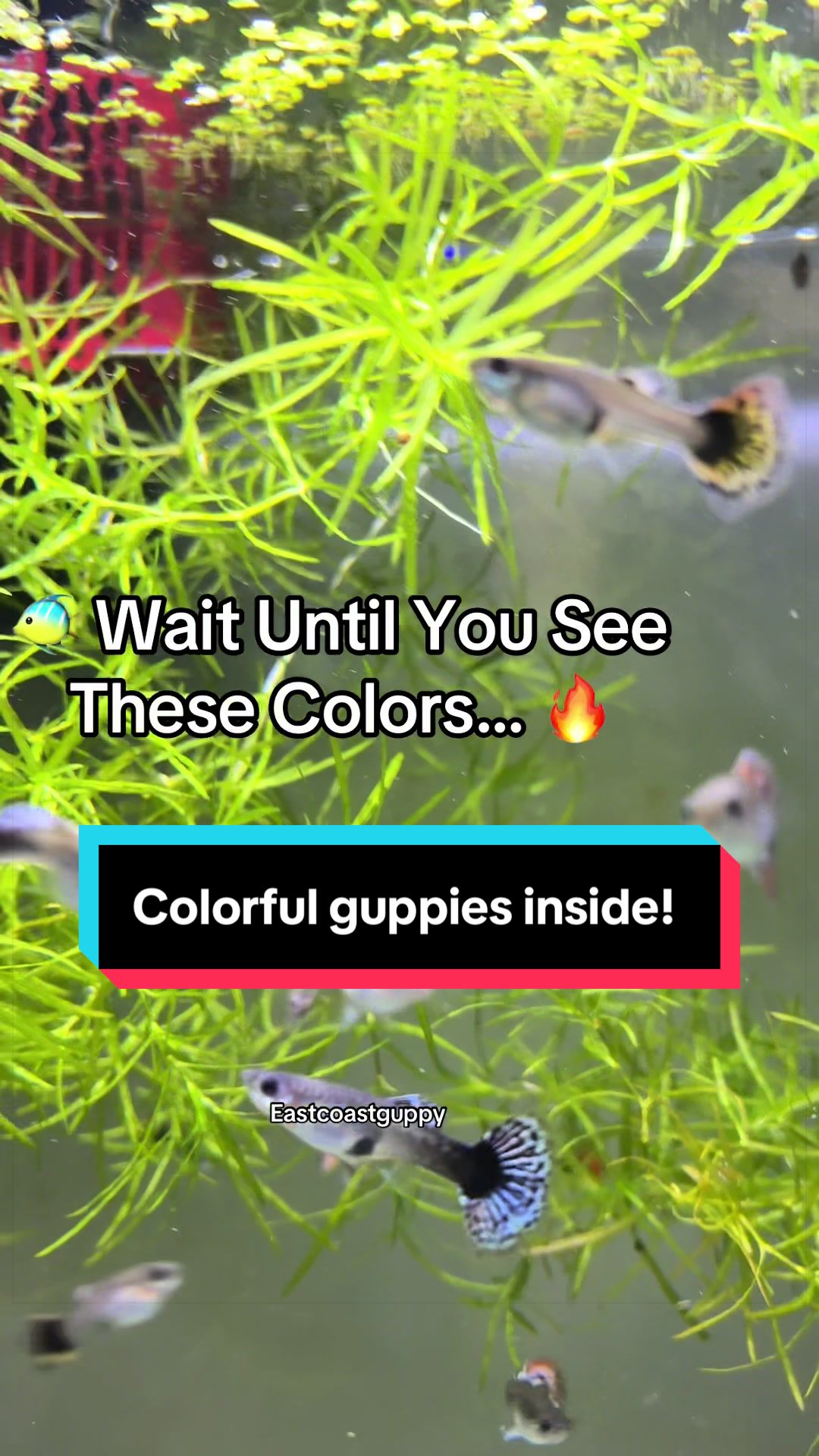 @eastcoastguppy