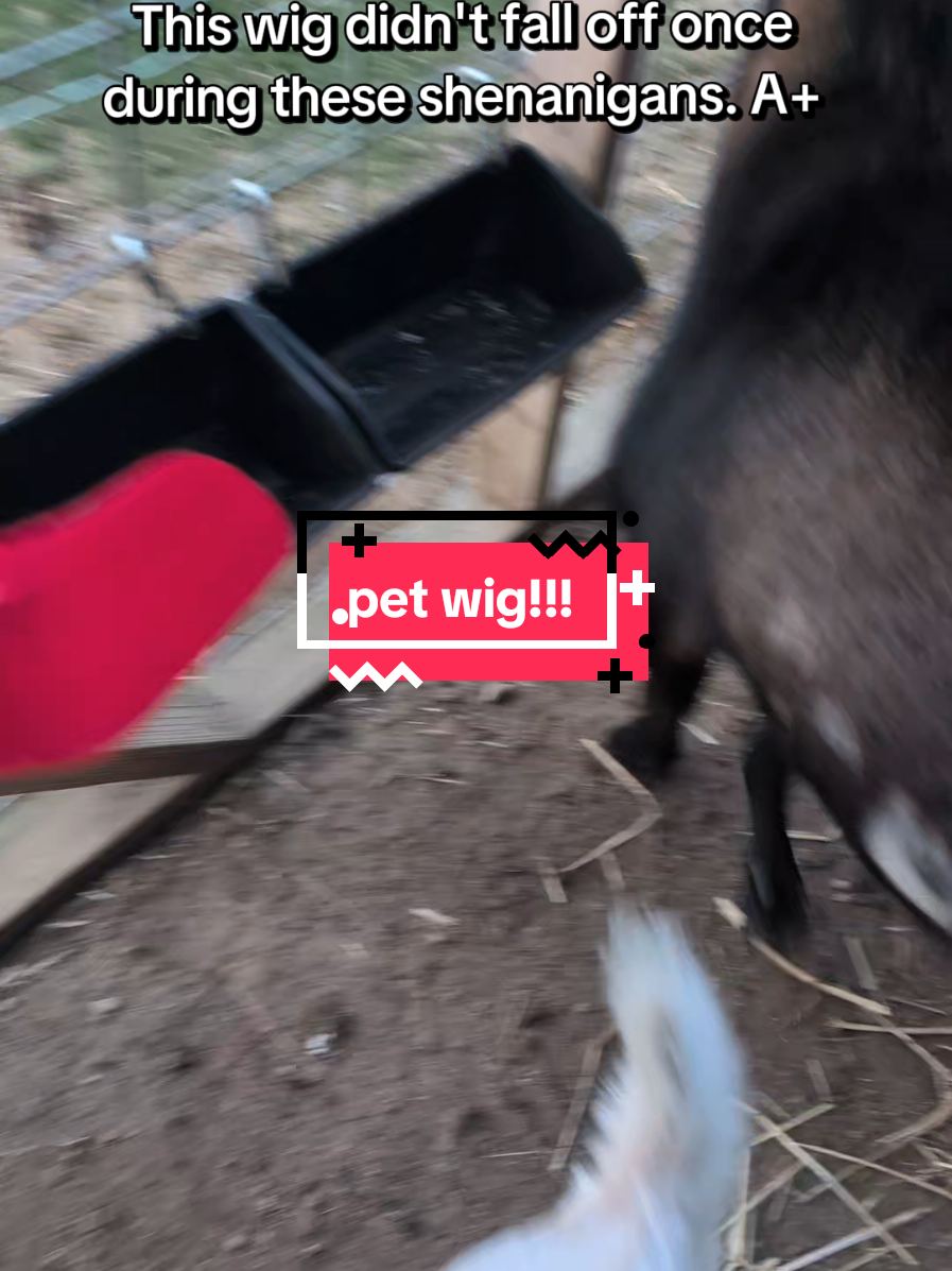 @Chickens & Bullies