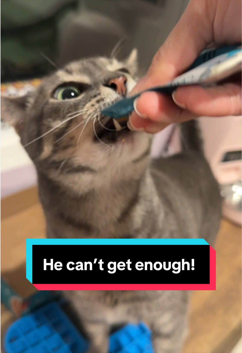 @meloncreamcat