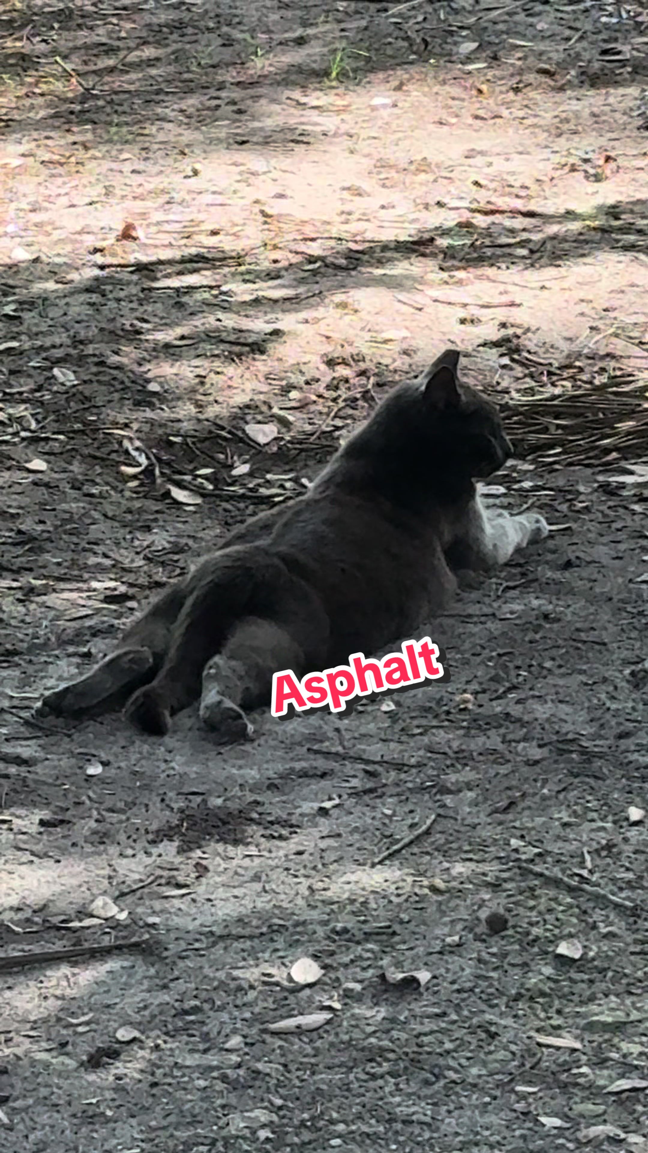 @apoinsettia