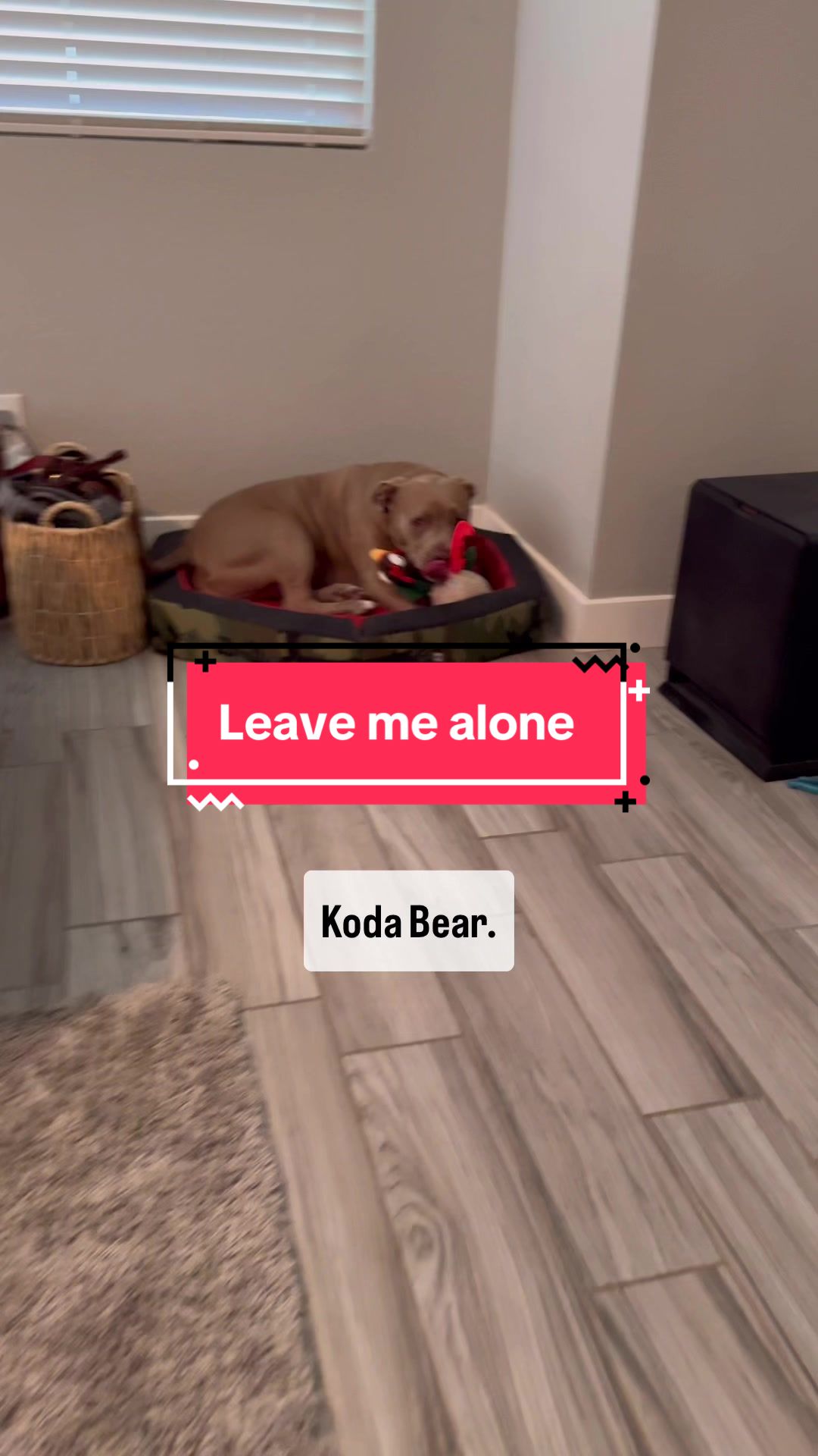 @Koda.b.Koda