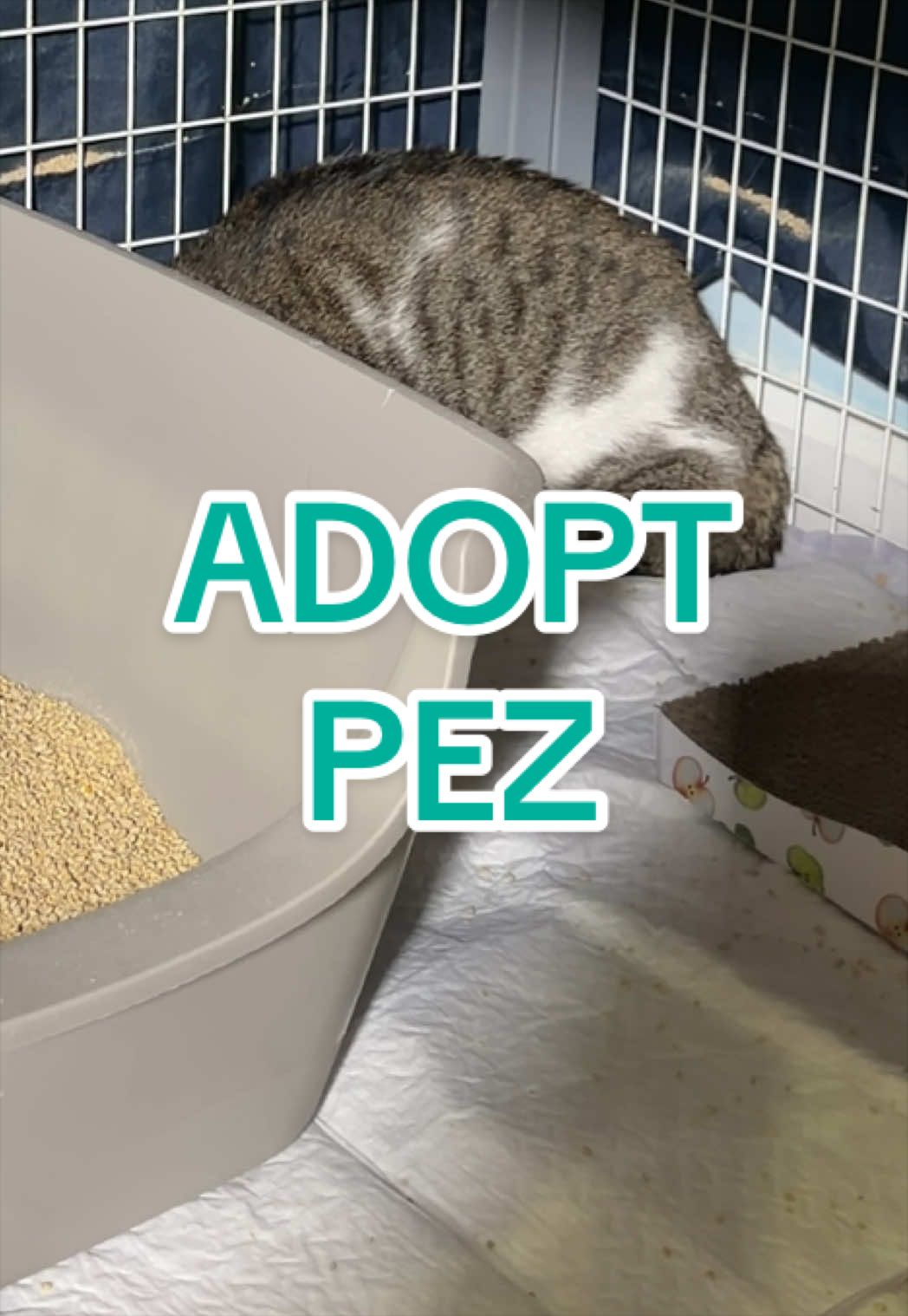 @Adopt a Pet