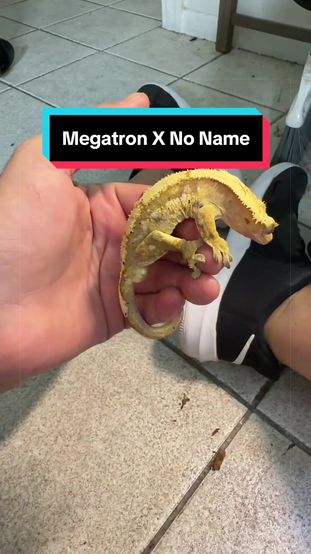 @HTL Exotics
