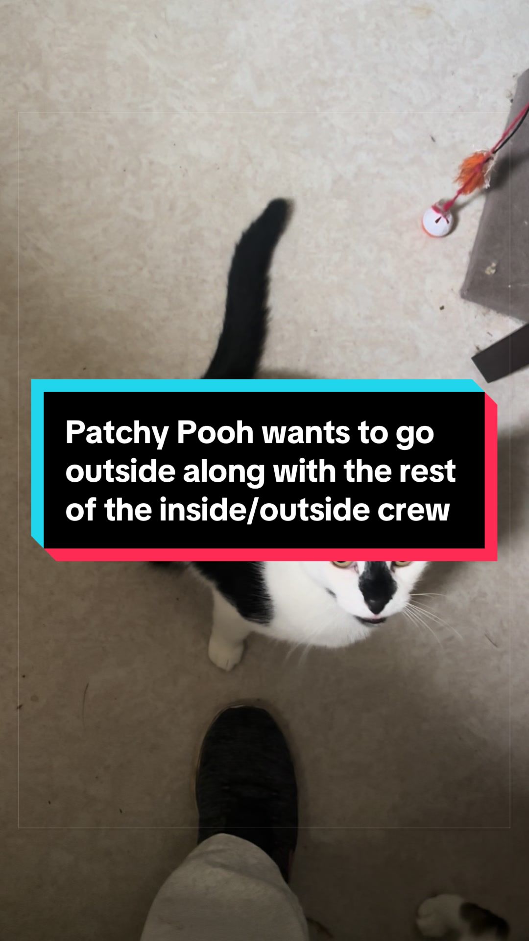 @catlover313official