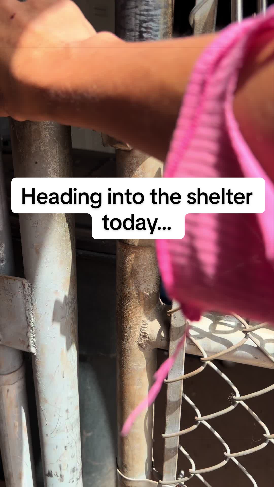 @Cassondra | Maui Shelter Dogs