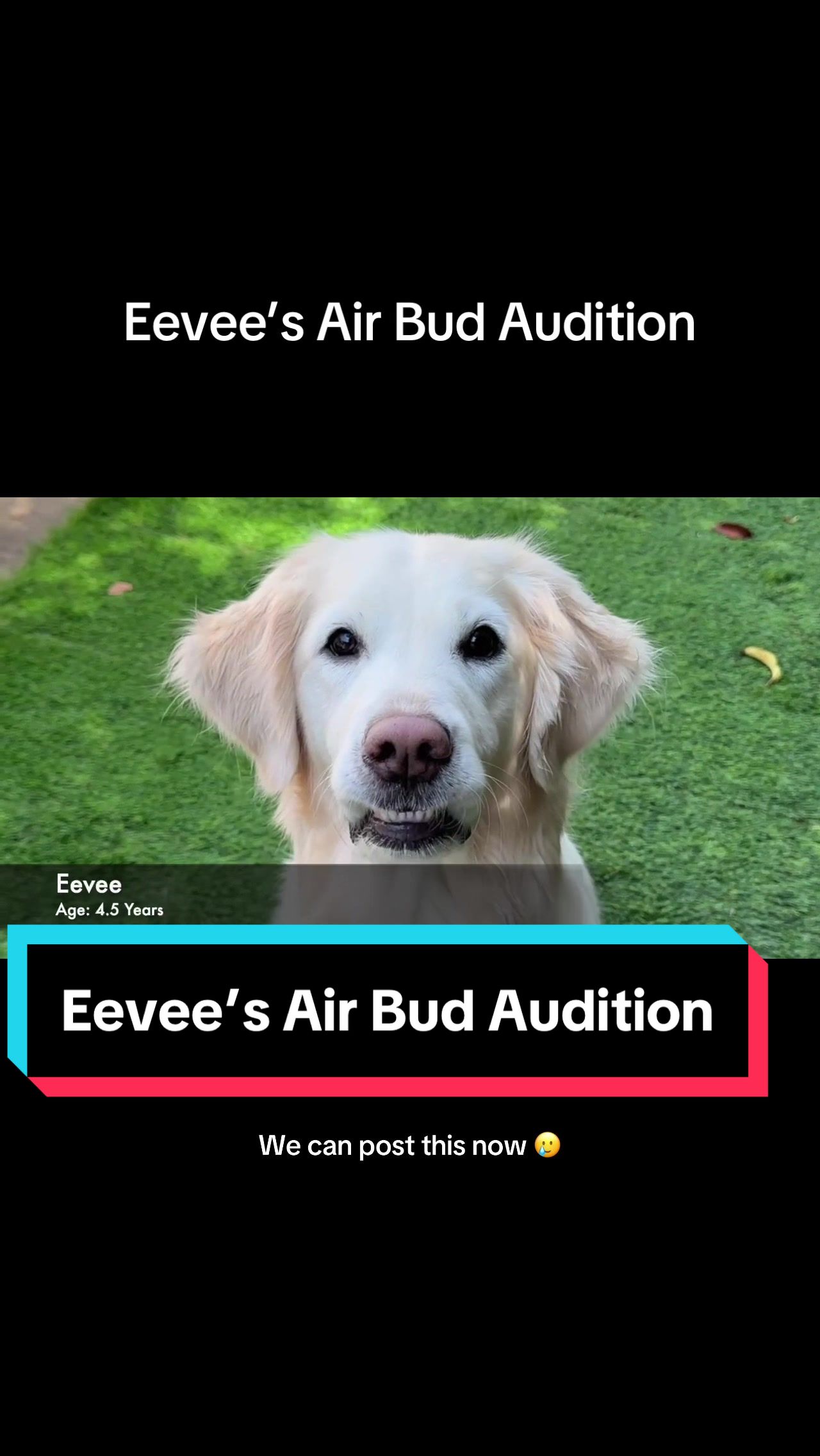 @goldenretrieevee