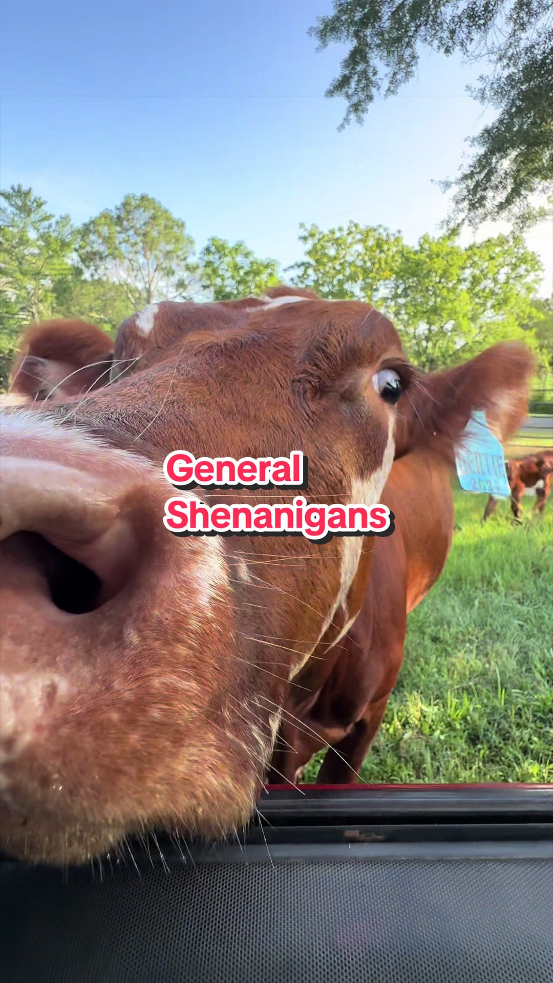 @Piney Bend Cattle