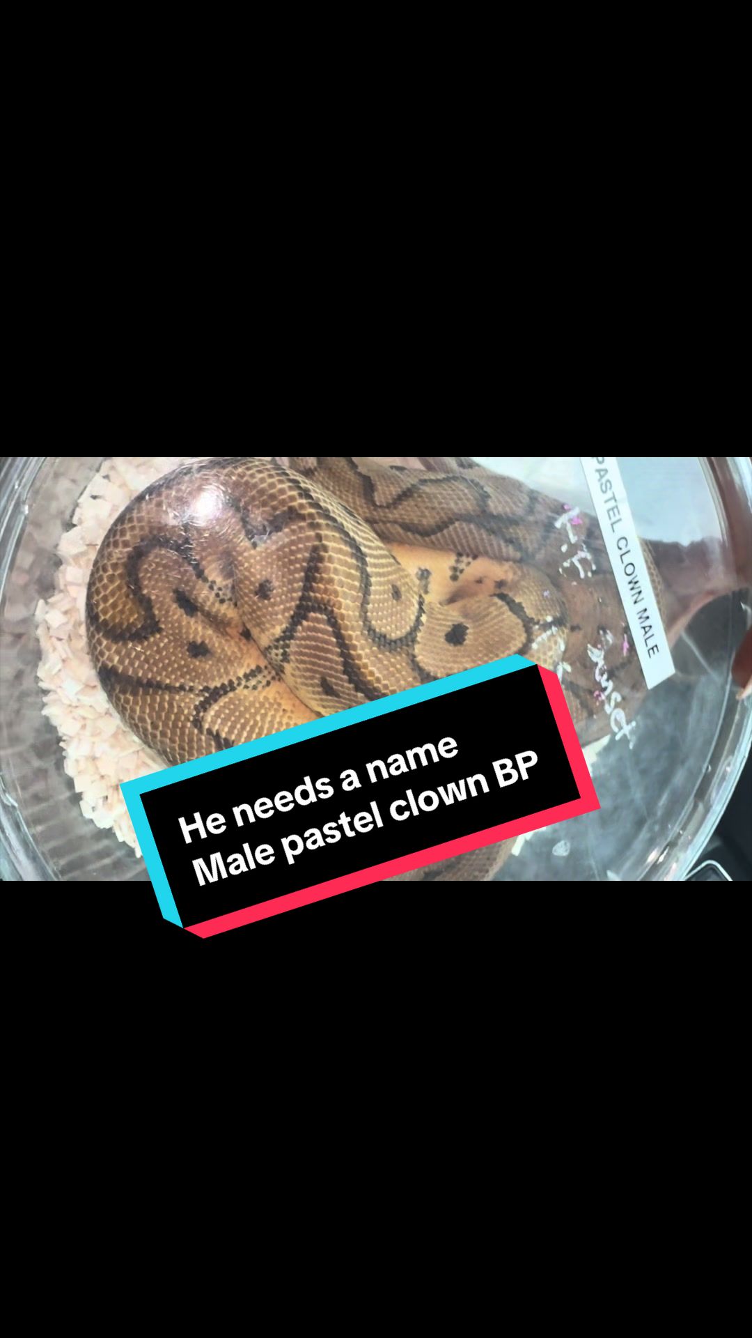 @iamreptilianmarc