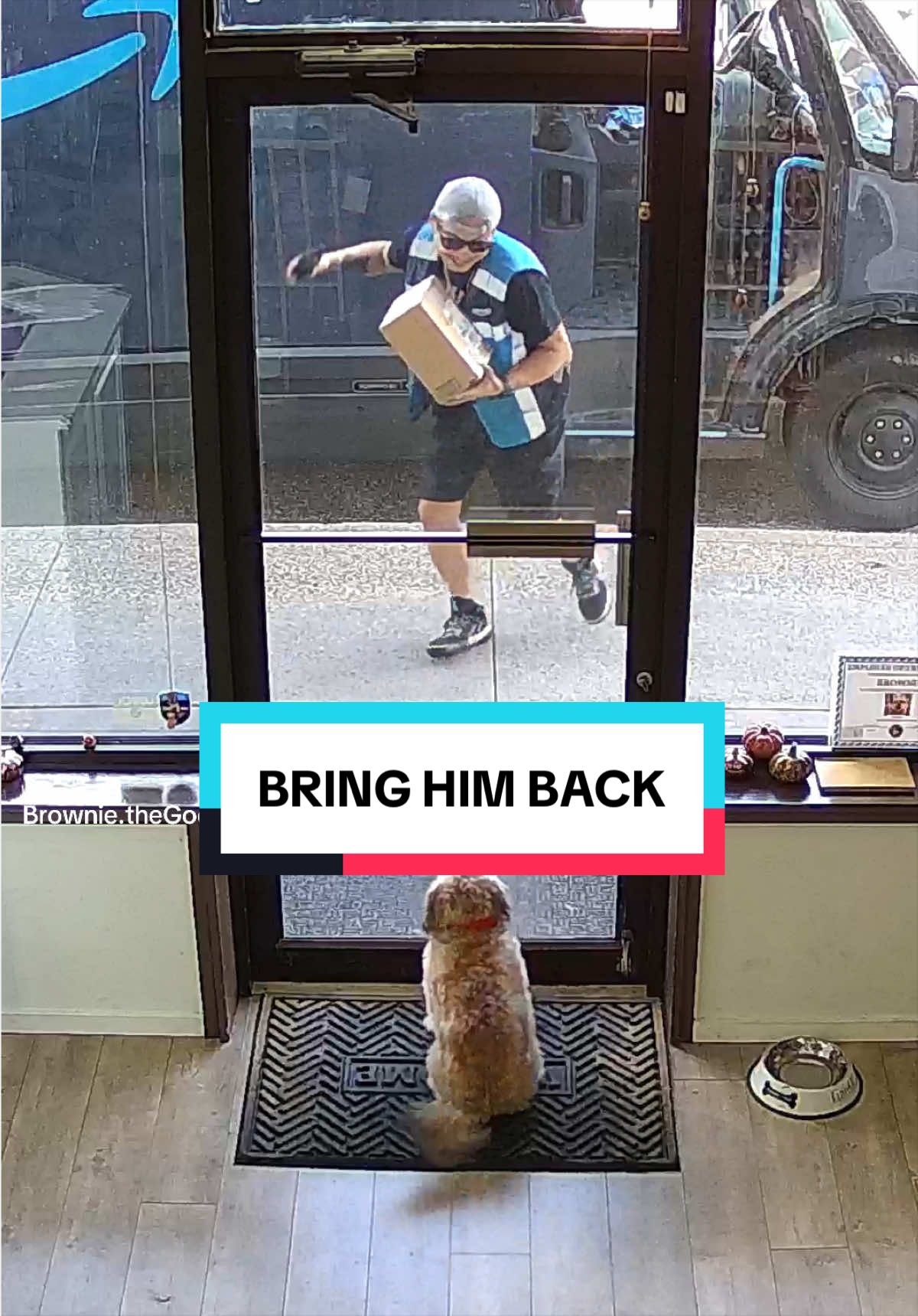 @Brownie #1 Store Dog Greeter