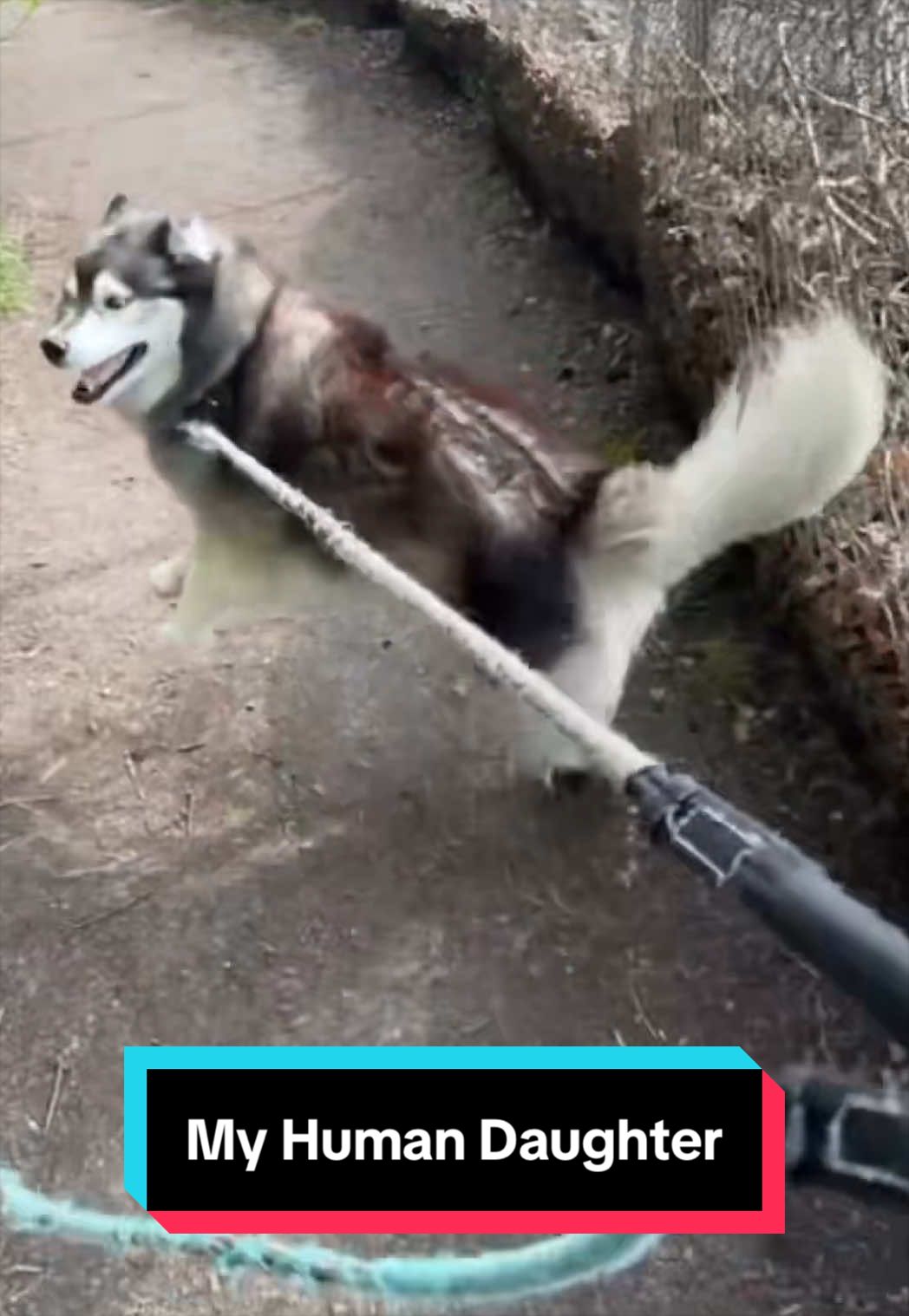@Siberian Derpskies