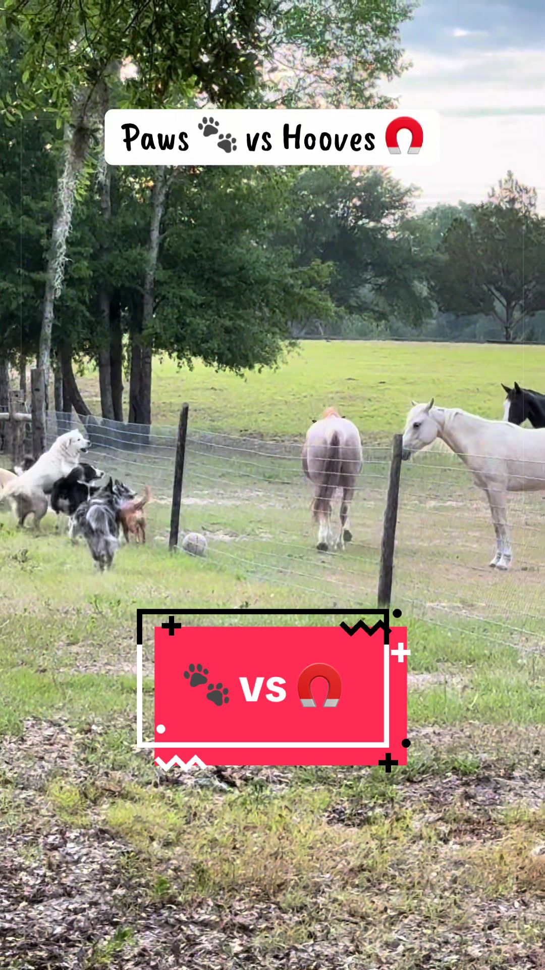 @jesswithallheranimals