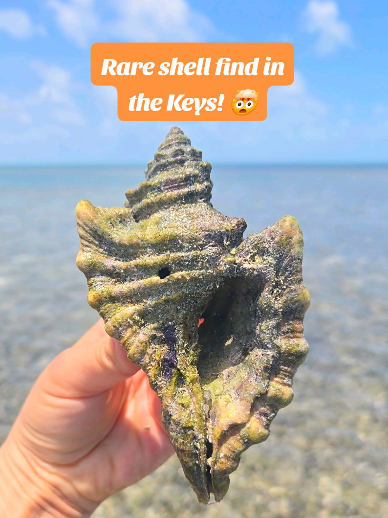 @The Seashell Mermaid ๐