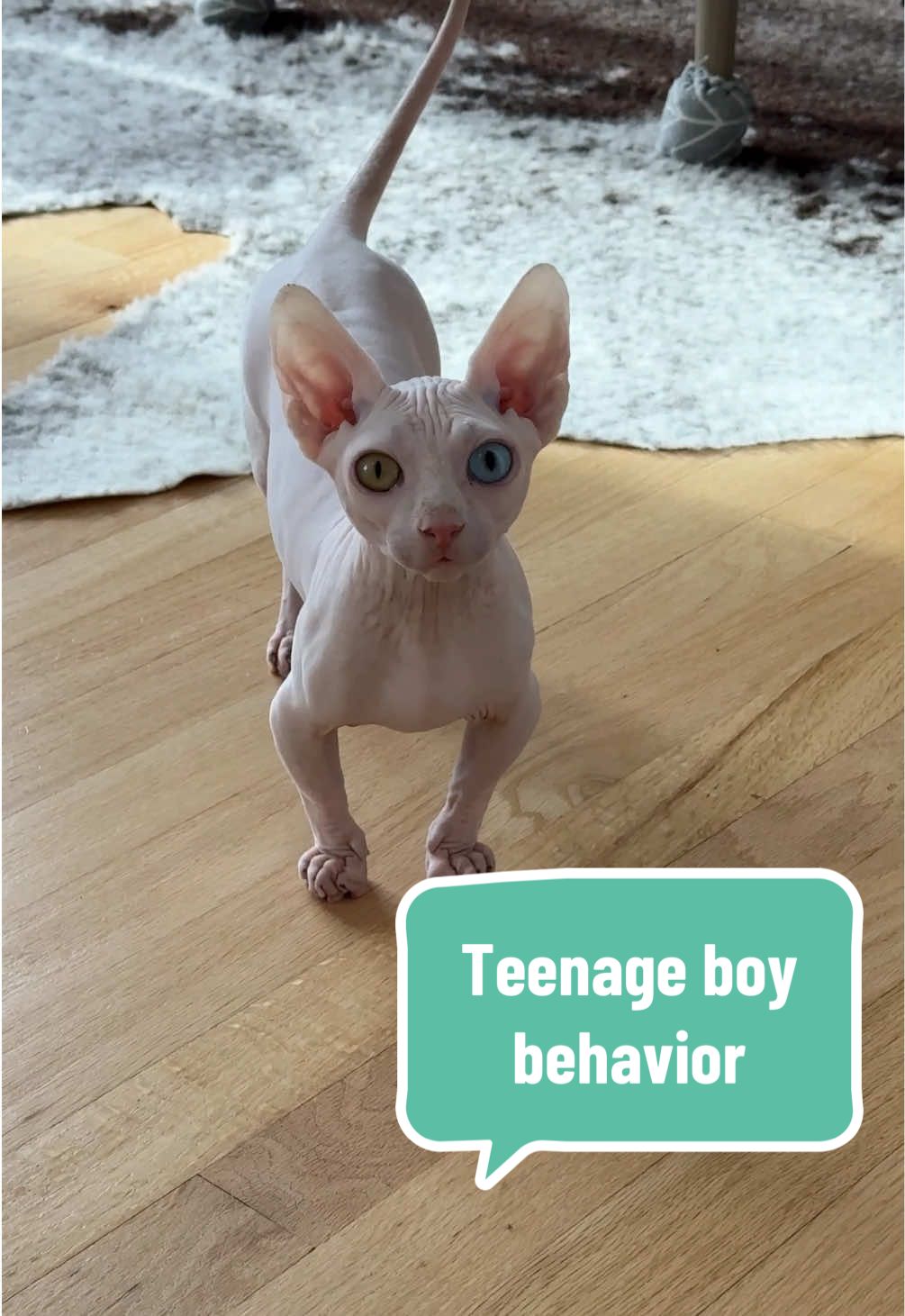 @Boba&rsquo;s Buds Minskin Cats
