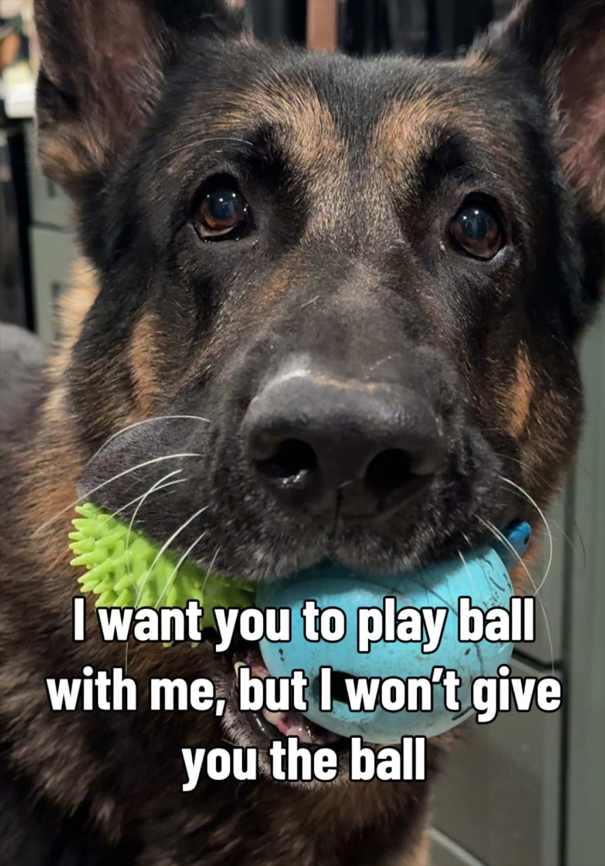 @Boris & Gator🐕 + Smokey🐈