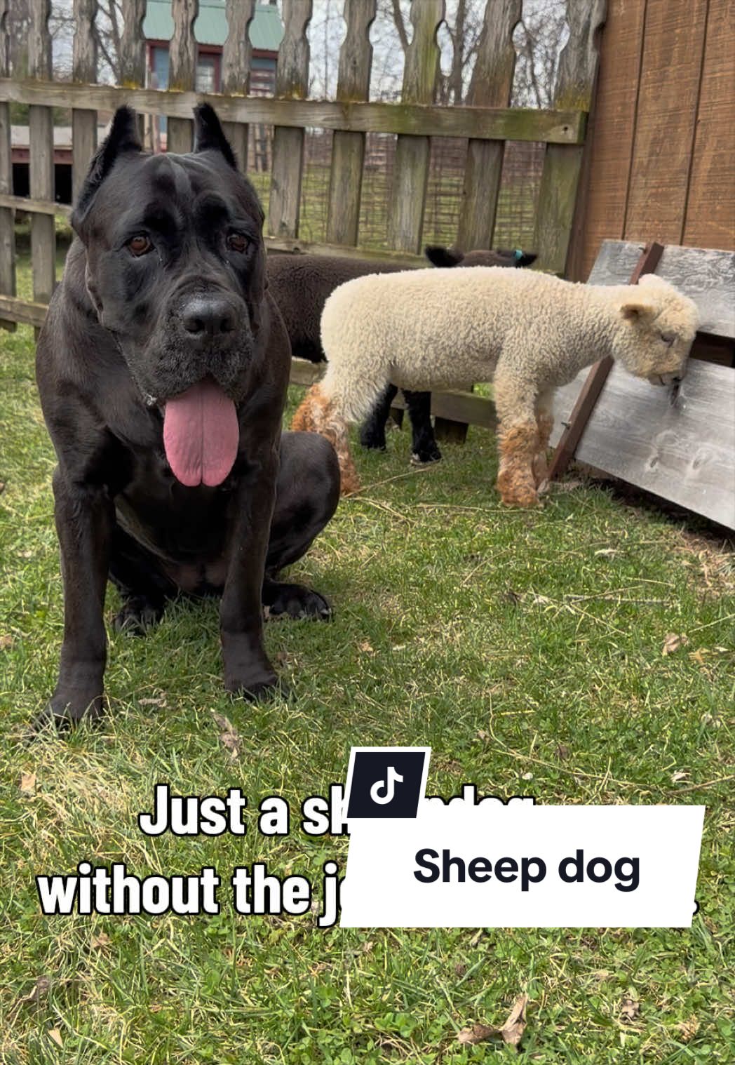 @Boo the Cane Corso