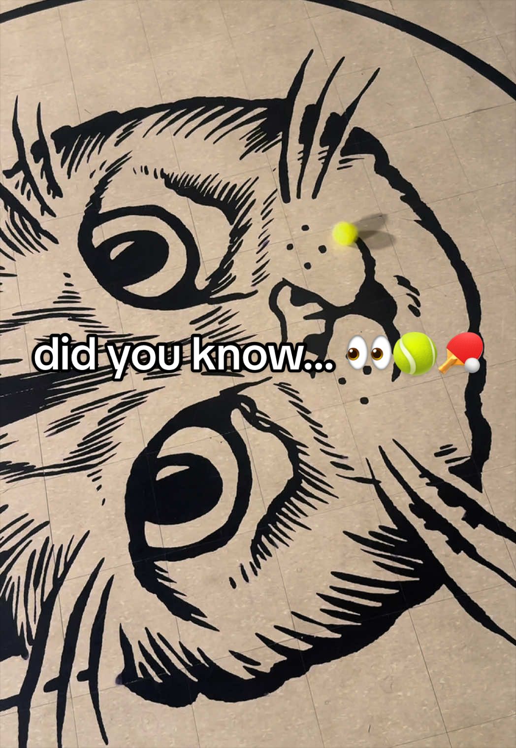 @˗ˏˋ Sid The Cat ˊˎ˗