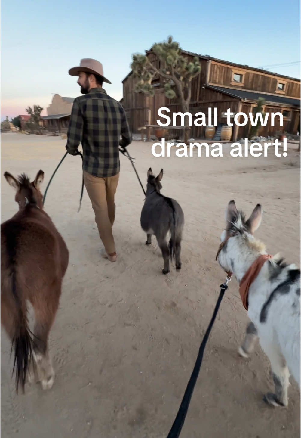 @mojaveminidonkeys