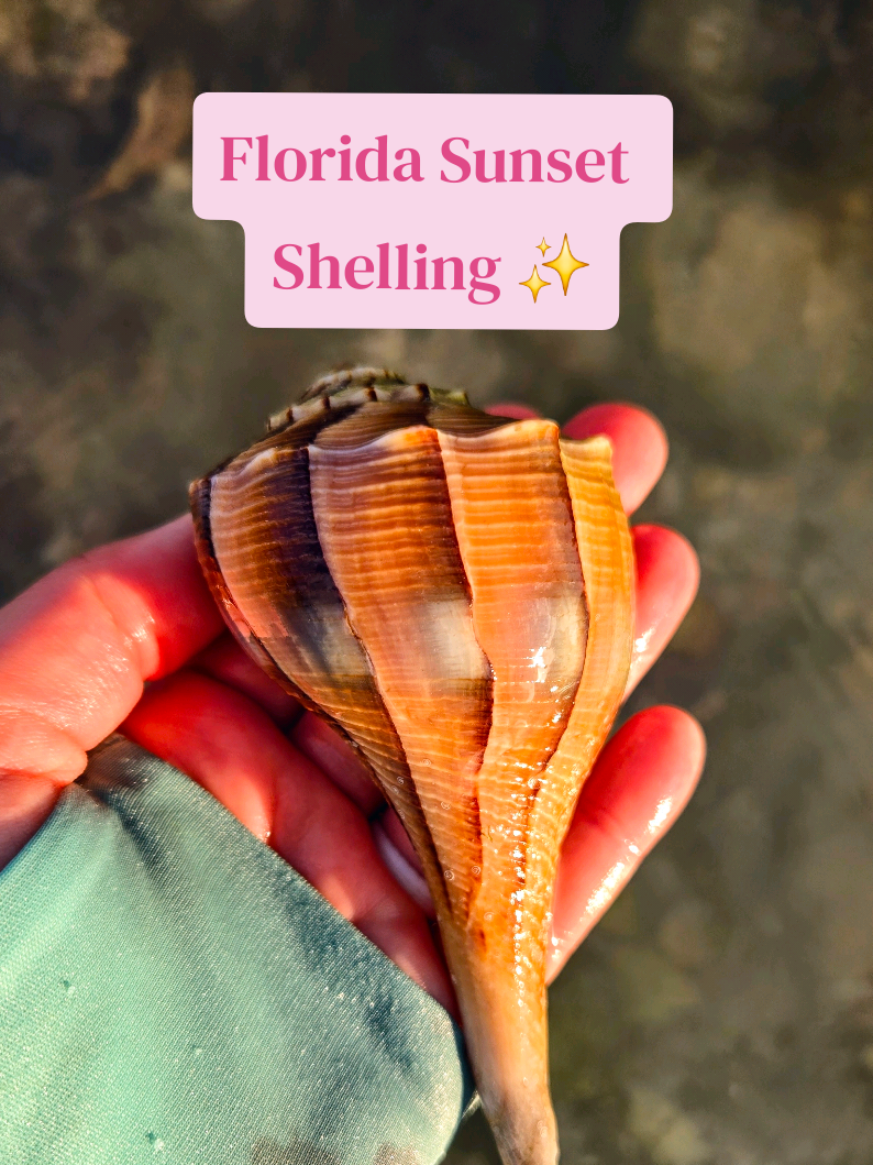 @The Seashell Mermaid ๐