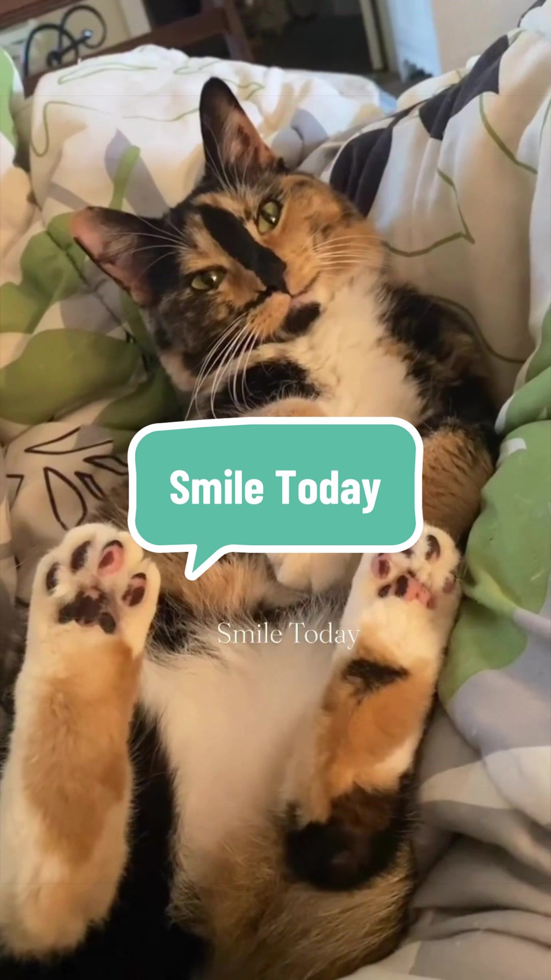 @SnickersTheSmilingCat