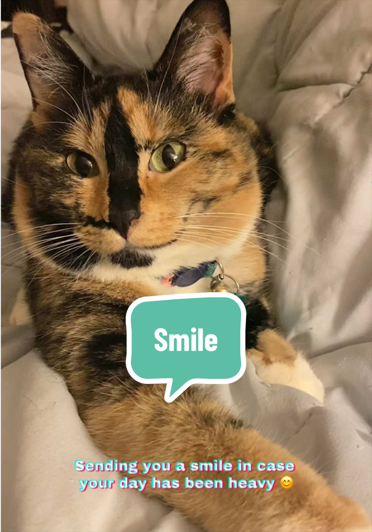 @SnickersTheSmilingCat