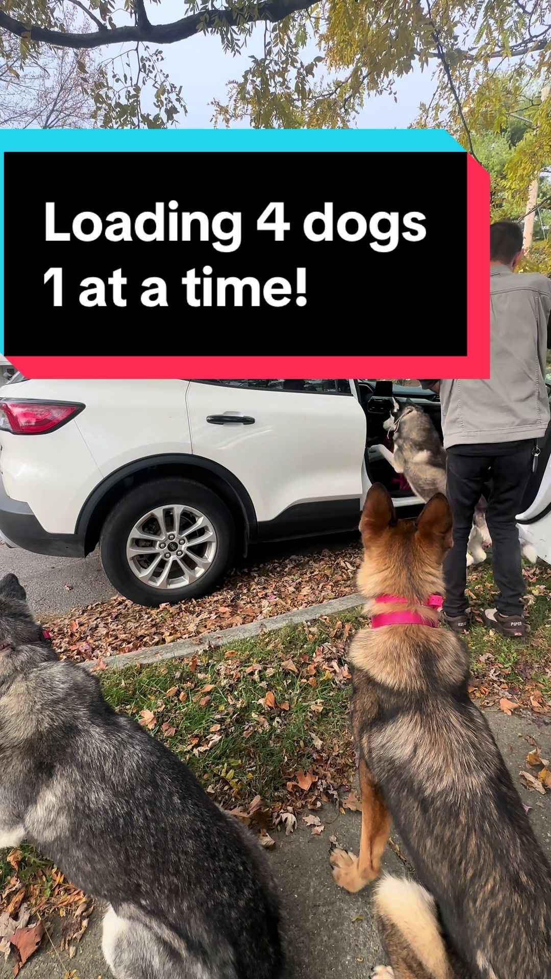 @Fully Unleashed K9 Training