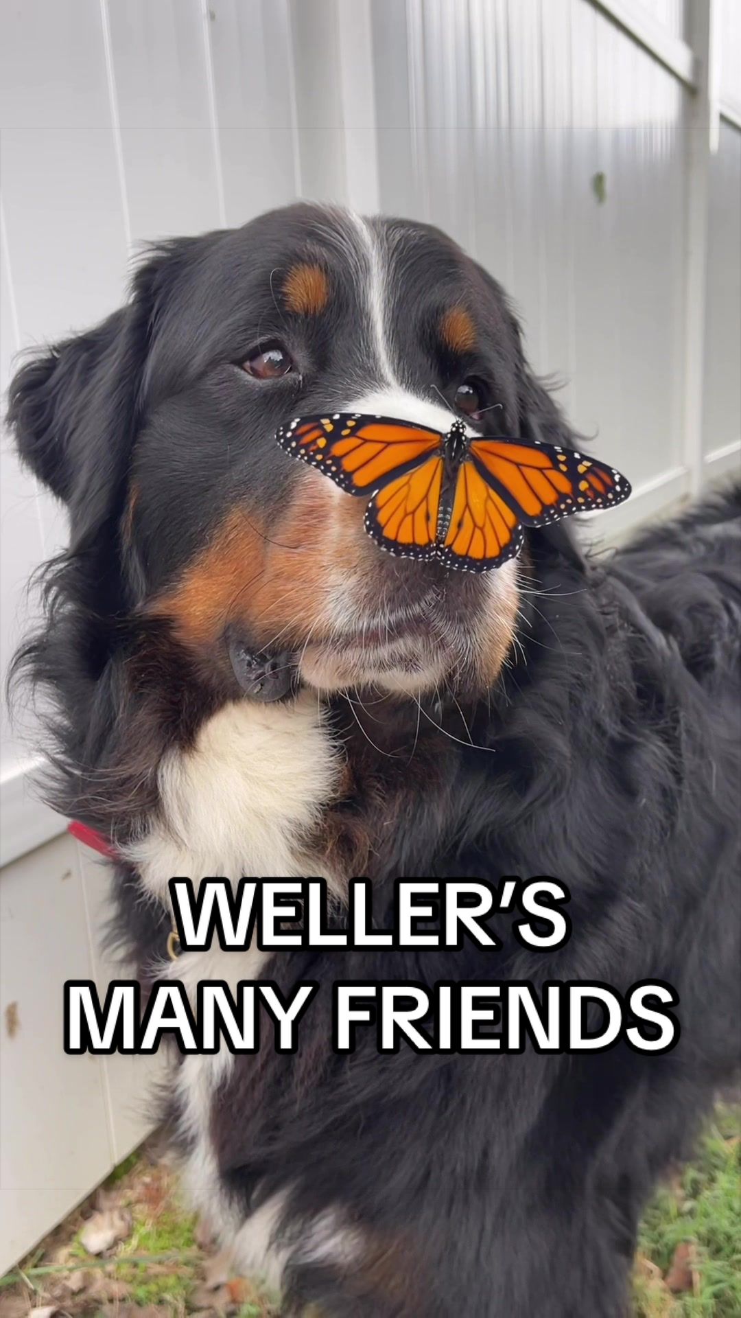 @The Berner Bunch
