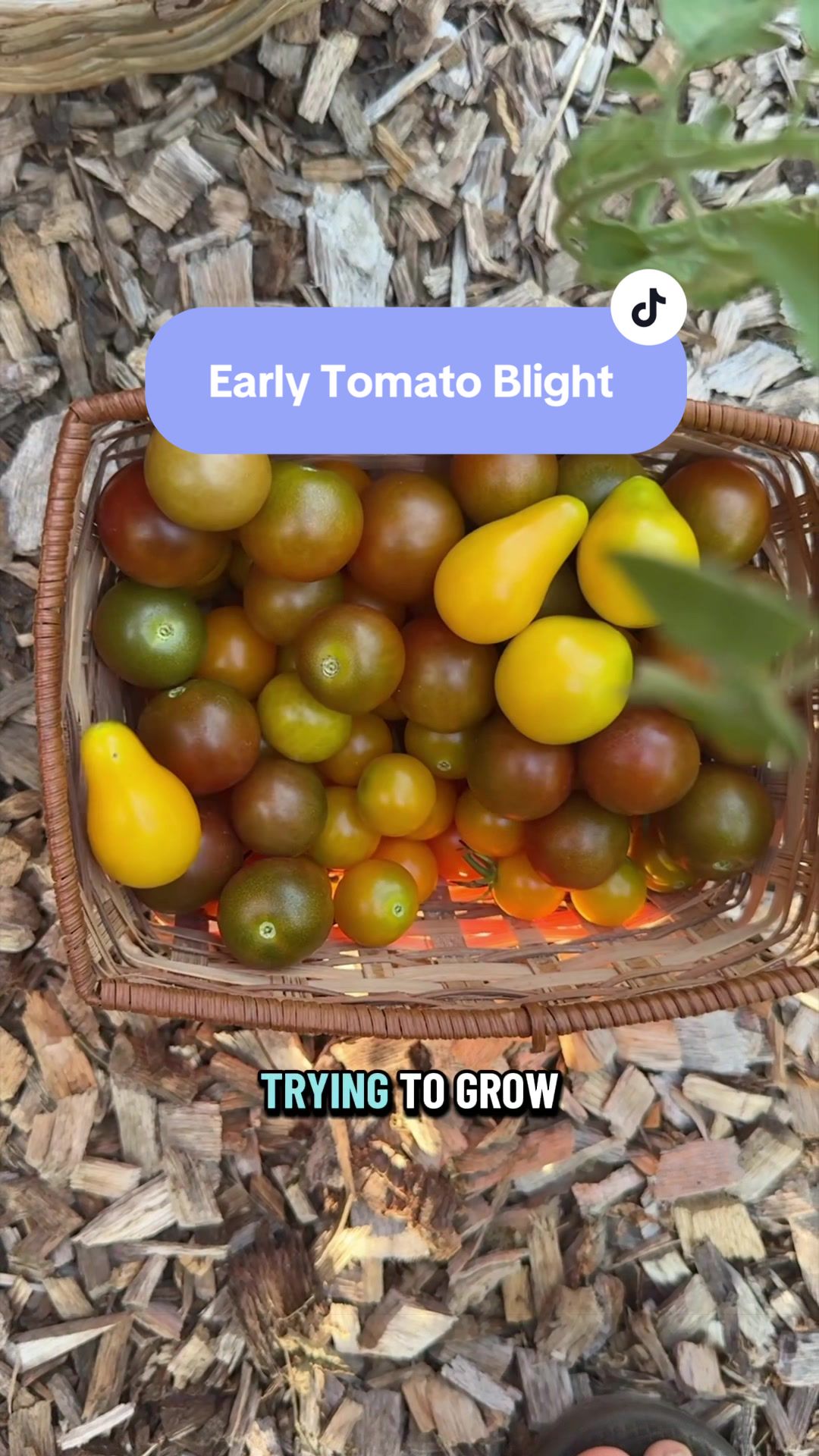 @Manica | zone 6a gardener