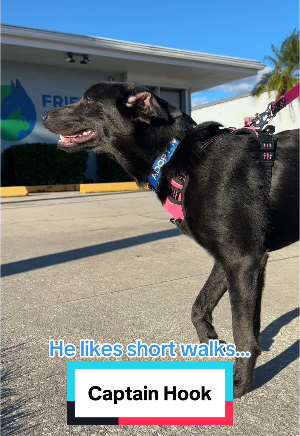 @Friends of Strays