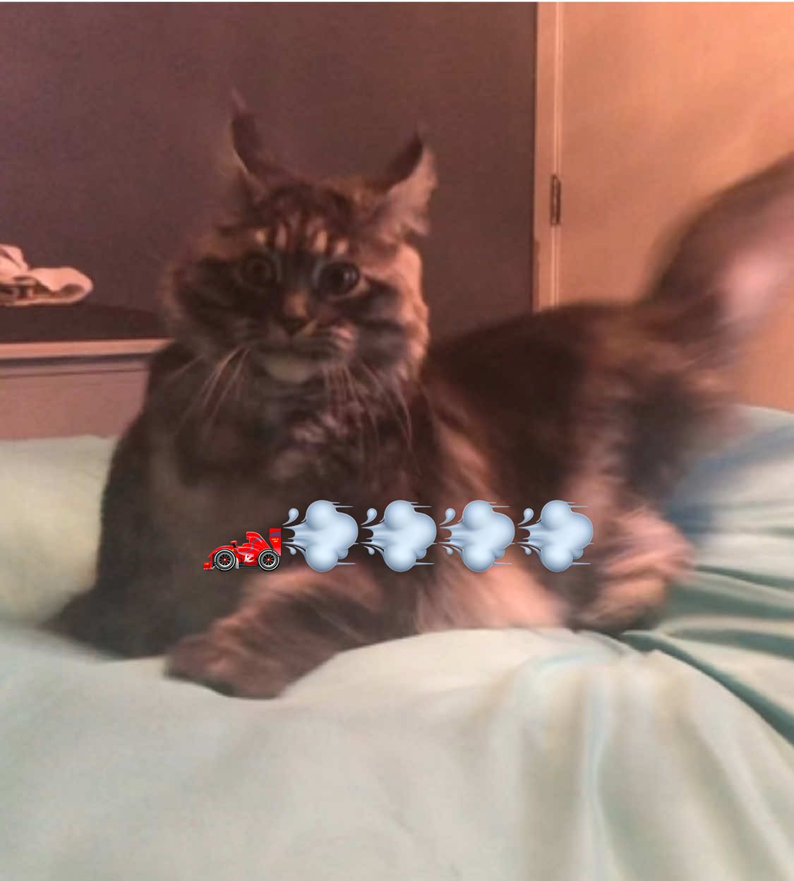 @Grapes the Maine Coon