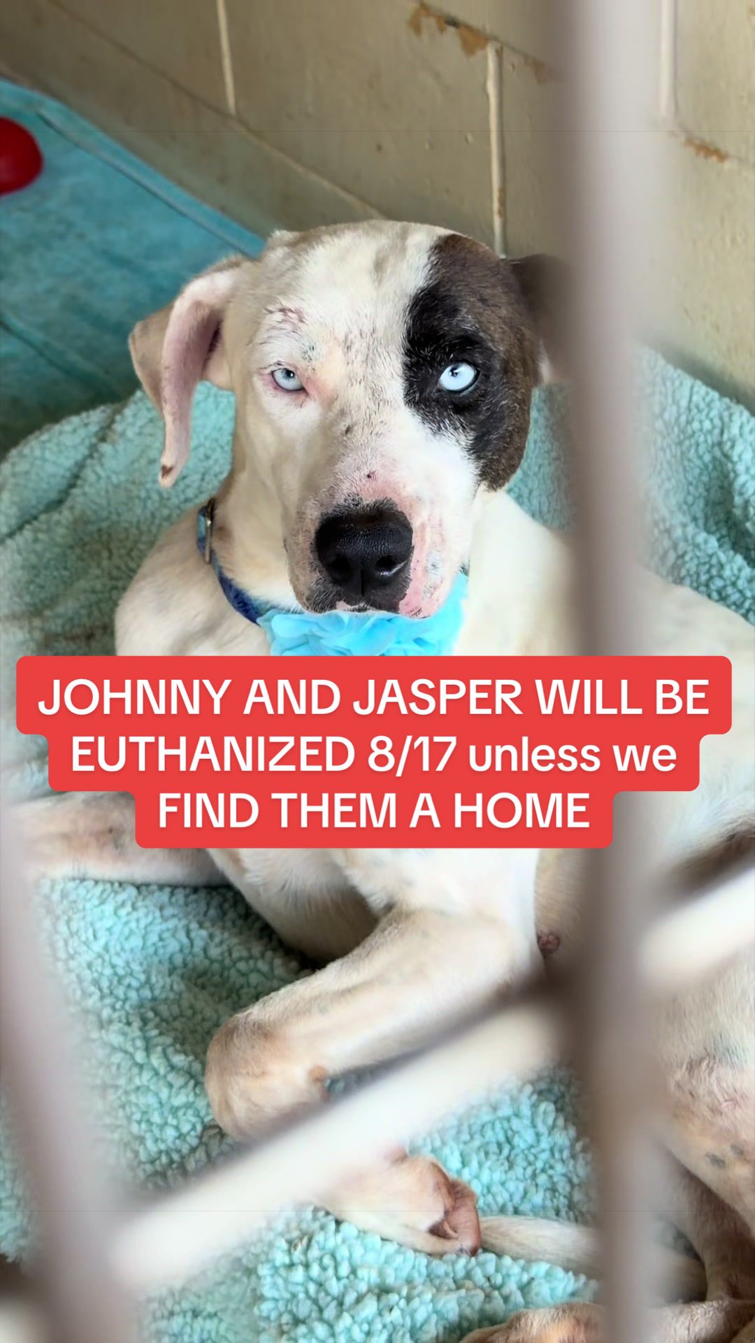 @Cassondra | Maui Shelter Dogs