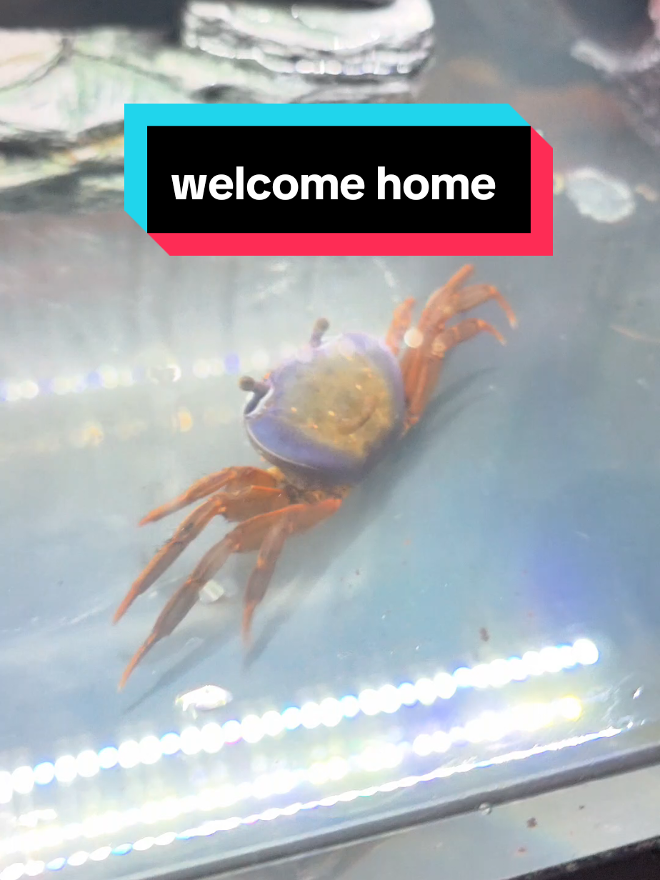 @Howie The Crab